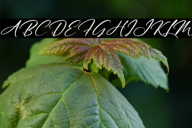 Australia Custom Italic Example 2
