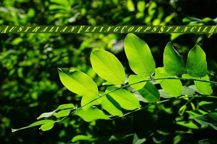 AustralianFlyingCorpsStencilB Example 2