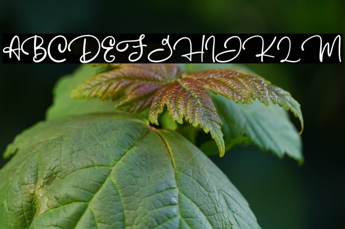 Australove Example 3