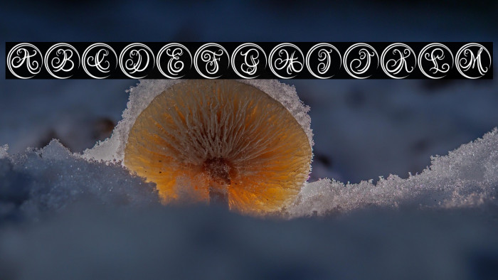 Austy Monogram Example 2