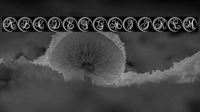 Austy Monogram Font examples