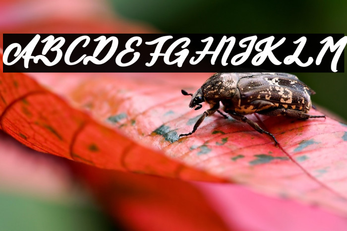 Authentic Calisttera Example 3