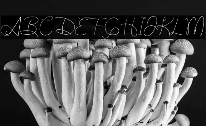 Authentic Font examples