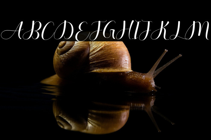 AuthenticSheldon Example 2