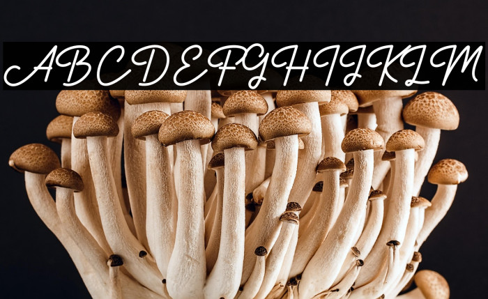 Authentica Example 3