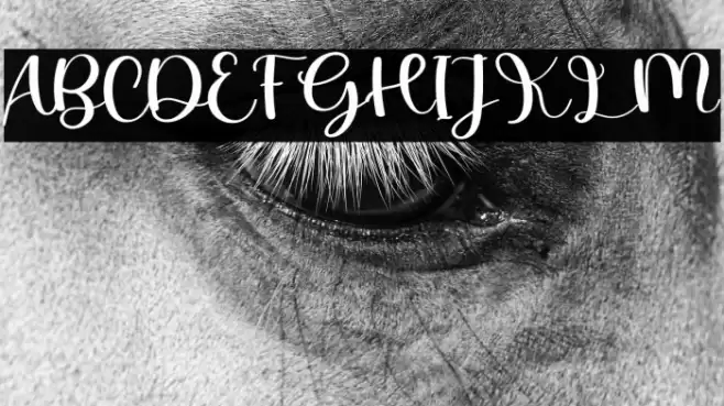 Autobiography Font examples