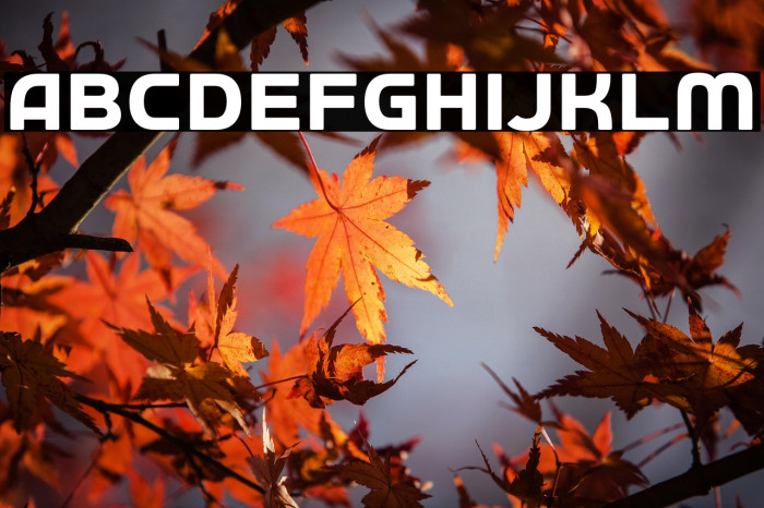 Autobus Omnibus Example 1