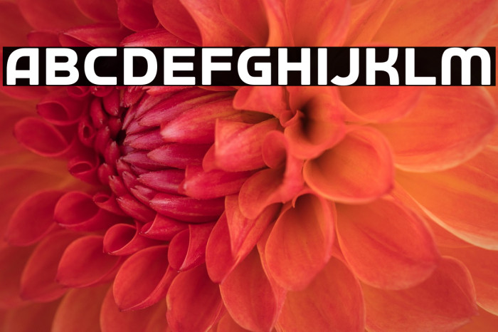 Autobus Omnibus Example 2