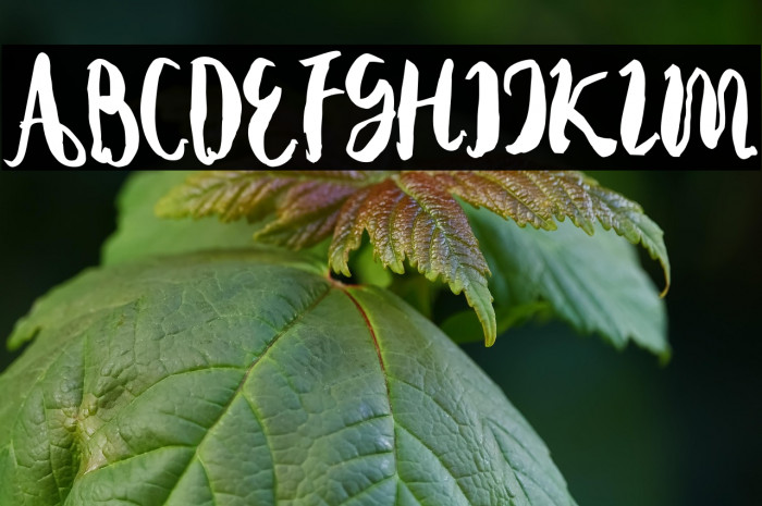 Autodidact Example 3