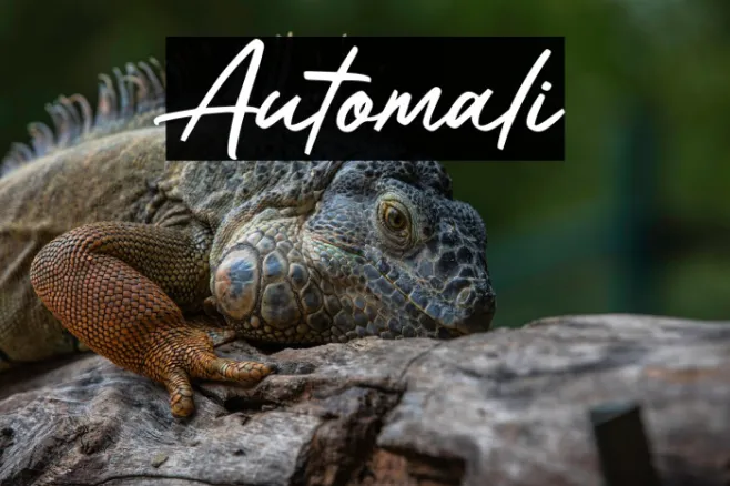 Automali Example 2