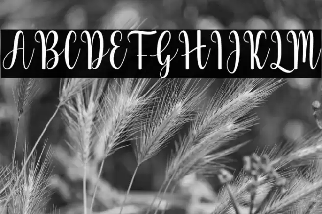 Automatic フォント examples