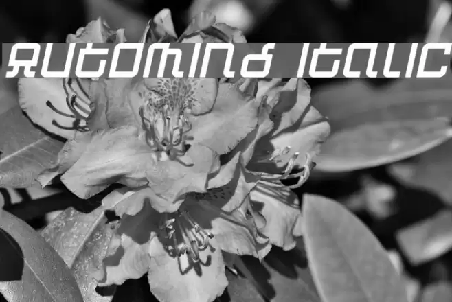 Automind Italic Polices examples
