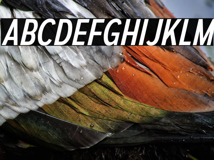 AutoradiographicRg-Italic Example 1