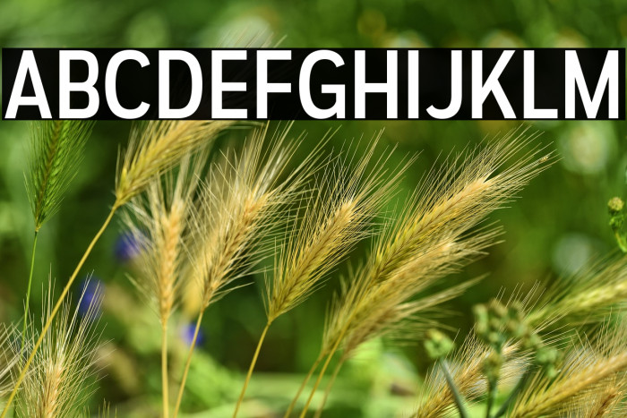 AutoradiographicRg-Regular Example 3