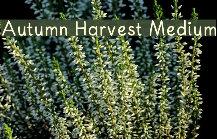 Autumn Harvest Medium Font examples