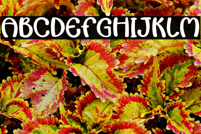 Autumn Lover Example 2