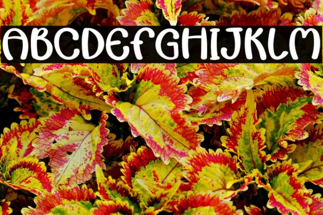 Autumn Lover Example 2