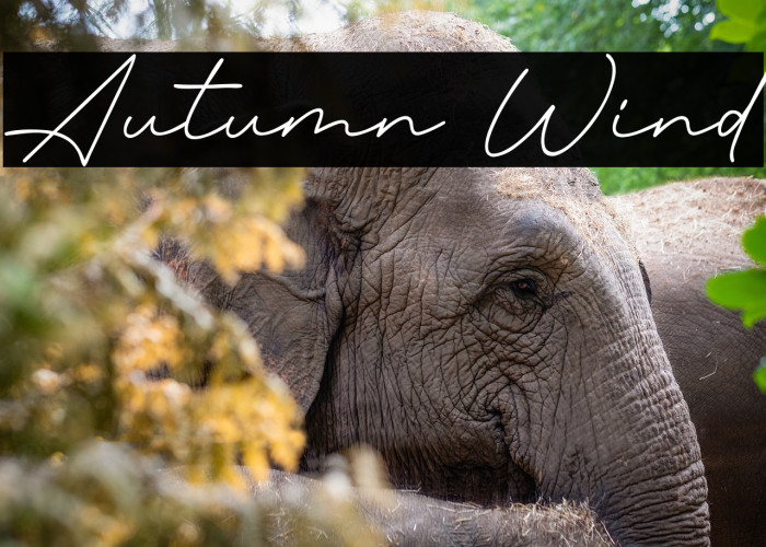 Autumn Wind Example 2