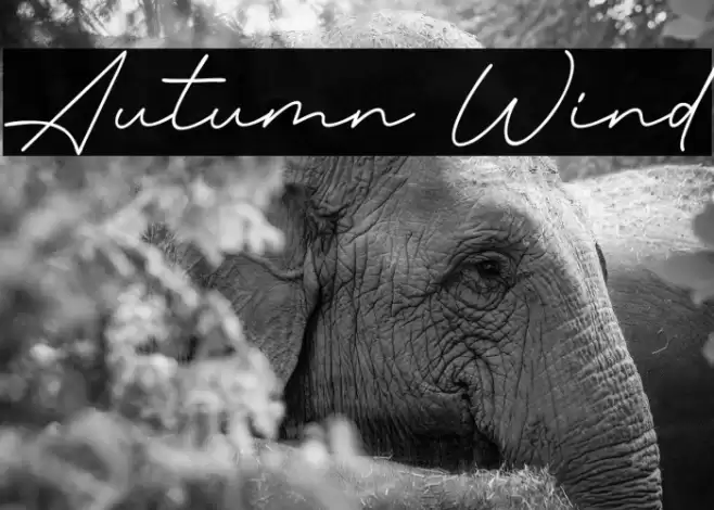 Autumn Wind फ़ॉन्ट examples