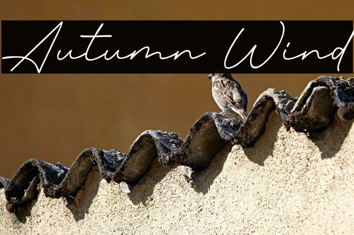 Autumn Wind Example 3