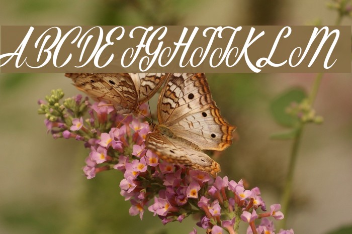 AutumnFlower Font examples