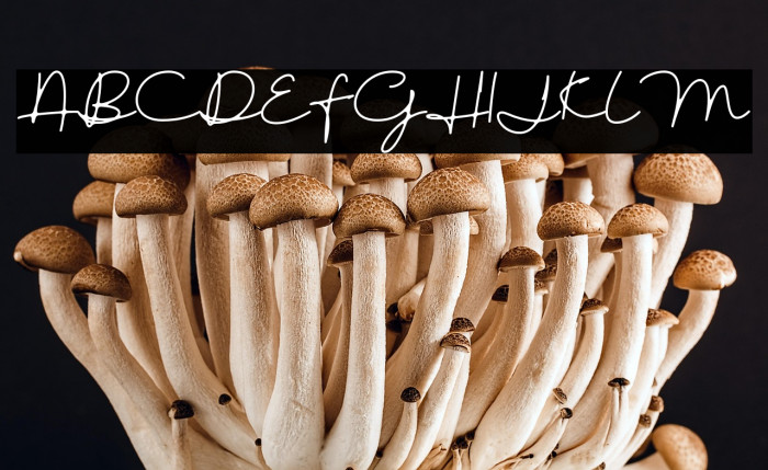 austinsigns Example 1