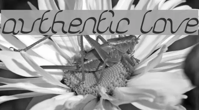 authentic love Font examples