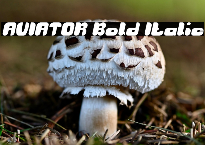 AVIATOR Bold Italic Example 3