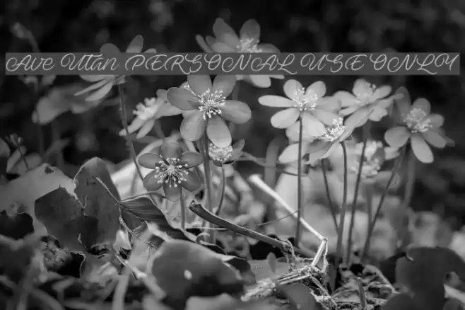 Ave Utan PERSONAL USE ONLY Font examples