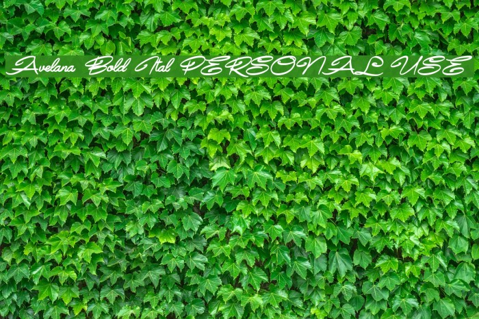 Avelana Bold Ital PERSONAL USE Font examples