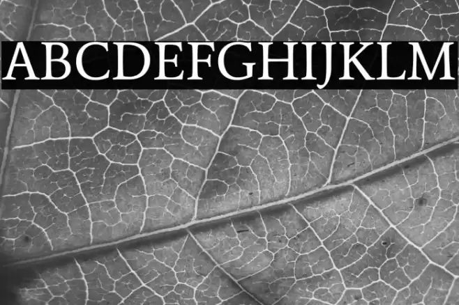 Average フォント examples