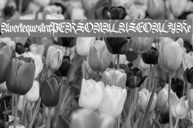 AvertequestraPERSONALUSEONLY-Re Font examples