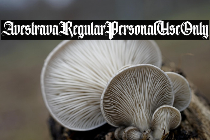 AvestravaRegularPersonalUseOnly Example 3