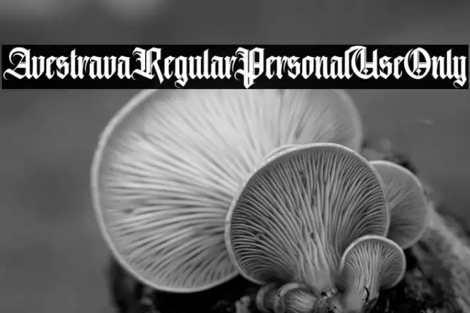 AvestravaRegularPersonalUseOnly Font examples