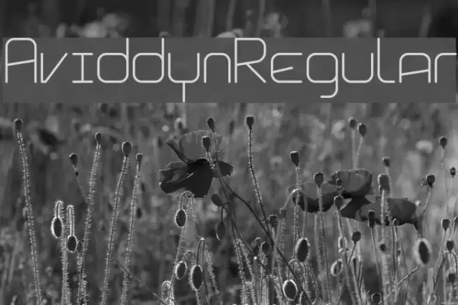 Aviddyn Regular Font examples