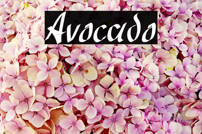 Avocado Font examples