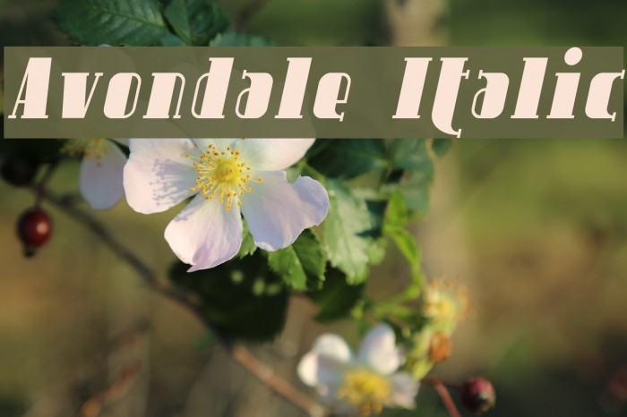 Avondale Italic Font examples
