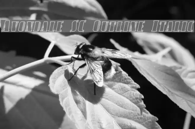 Avondale SC Outline Italic Fonte examples