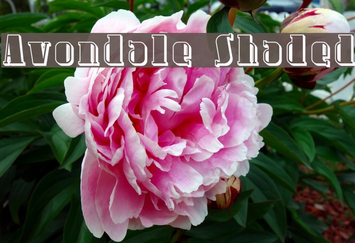 Avondale Shaded Font examples