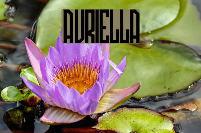 Avriella Font examples
