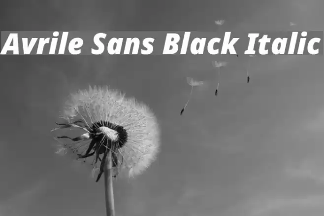Avrile Sans Black Italic Font examples