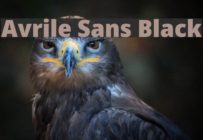 Avrile Sans Black Font examples