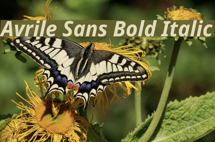 Avrile Sans Bold Italic Schriftart examples