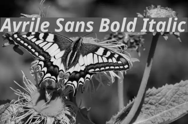 Avrile Sans Bold Italic Font examples