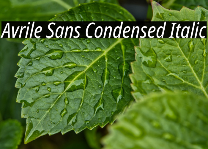 Avrile Sans Condensed Italic Font examples