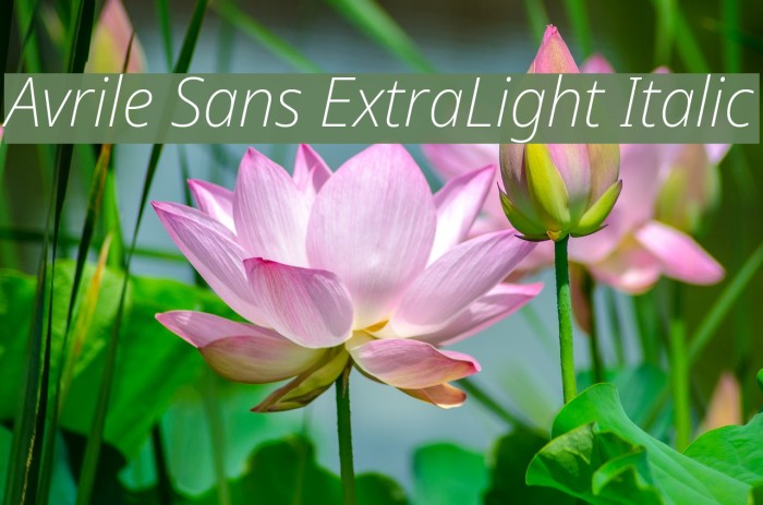 Avrile Sans ExtraLight Italic Font examples