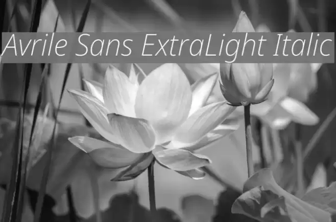 Avrile Sans ExtraLight Italic Font examples
