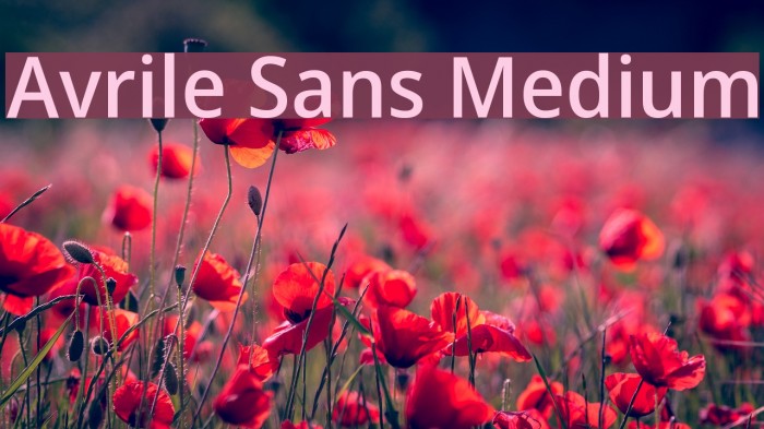 Avrile Sans Medium Schriftart examples
