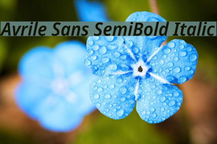 Avrile Sans SemiBold Italic Font examples