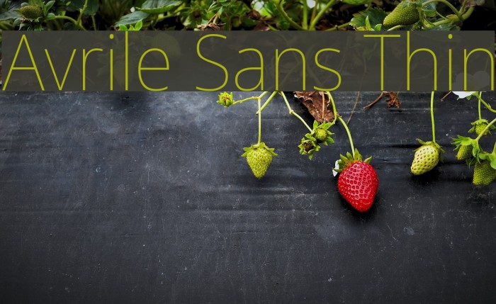 Avrile Sans Thin Schriftart examples